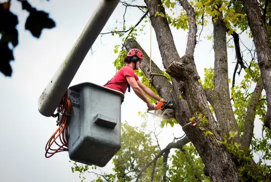 Arborist Services