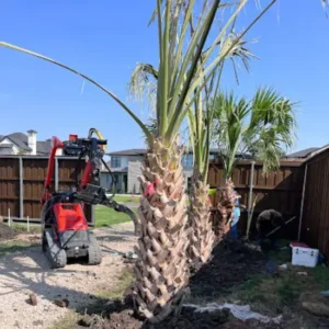 Palm Tree Relocation in Progress by Houston Tree Experts
