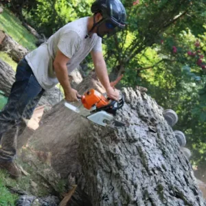 Stump Cutting by Houston Tree Service Professional