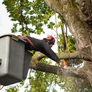 Tree Service in Houston
