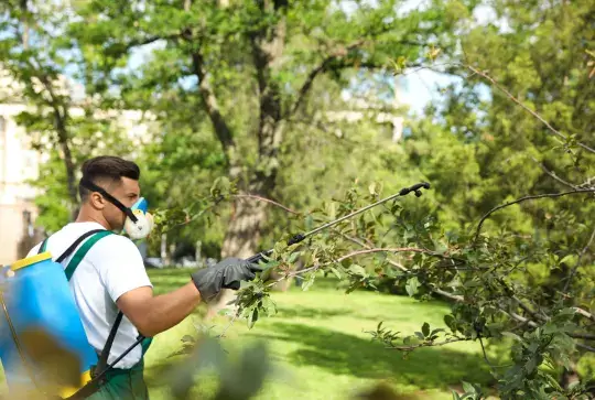 Tree Treatment