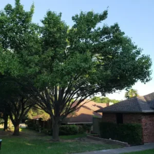 Tree Trimming Services in a Houston Residential Neighborhood