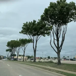 Trimmed Trees Along a Busy Houston Street