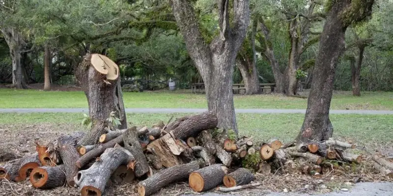 tree removal Houston, TX