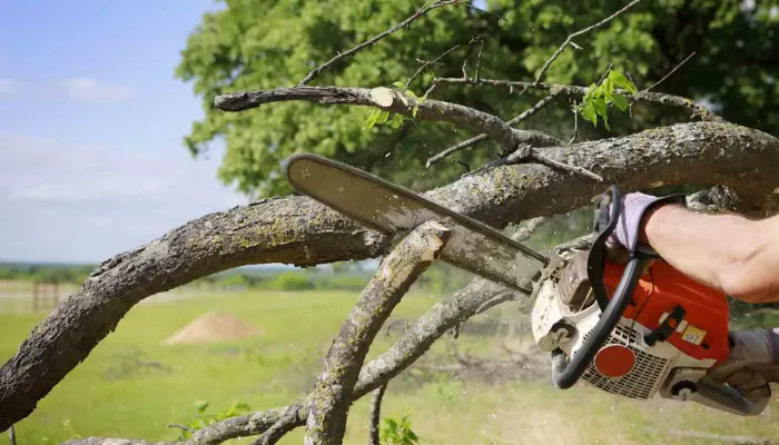 tree removal in Houston