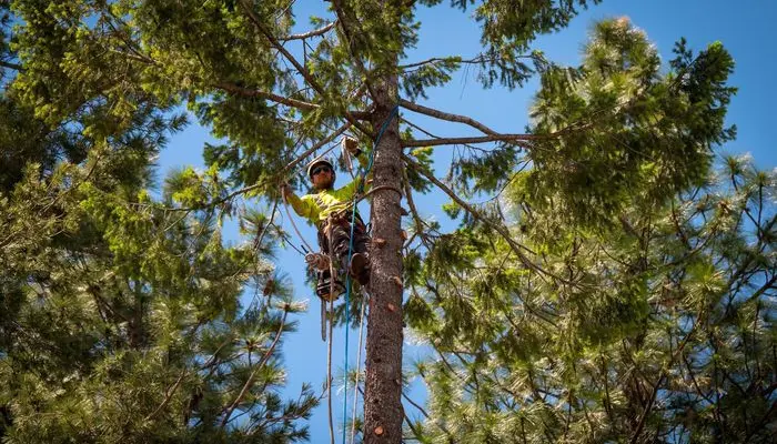 tree trimming in Houston