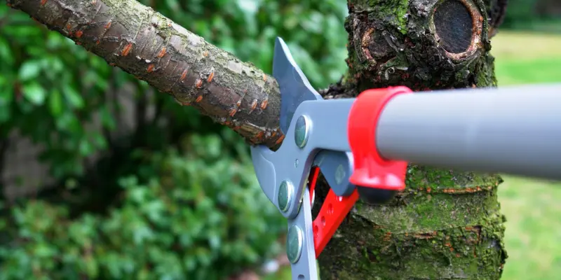 Tree pruning Houston