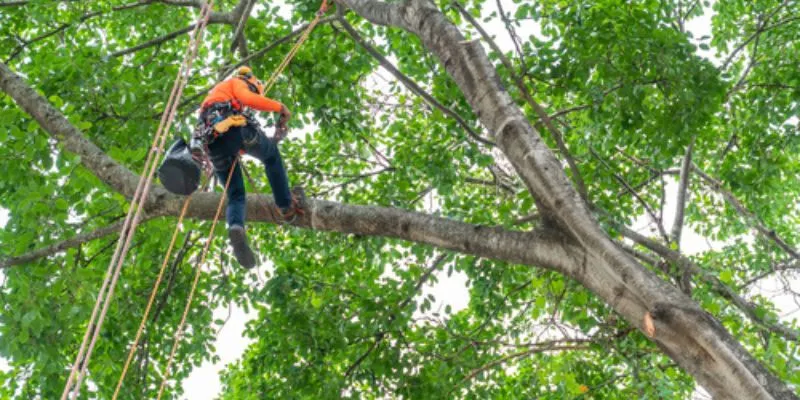 best time to tree trimming