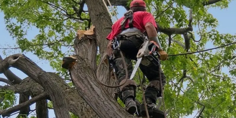 tree pruning in Houston