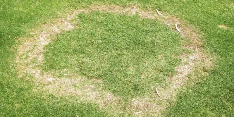 Treat Fairy Rings in Grass