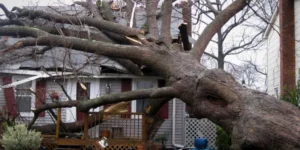 Tree Falls on House in Storm