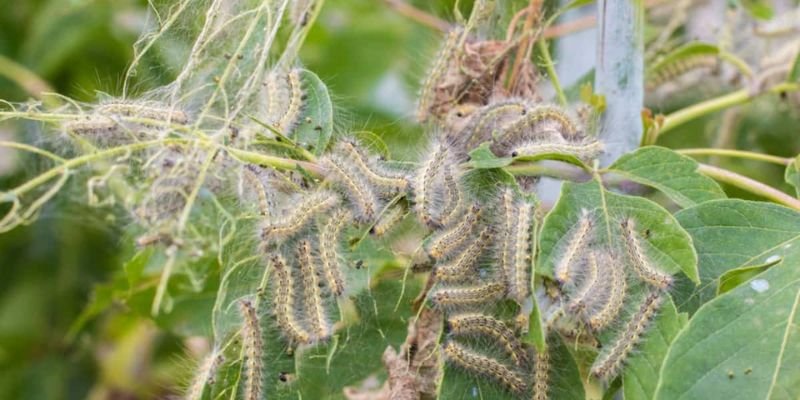 Remove caterpillars from trees