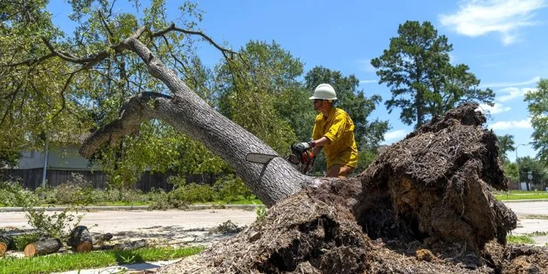 Pura Vida Tree Service Houston