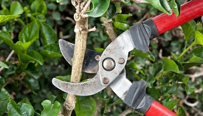 shrub pruning Houston