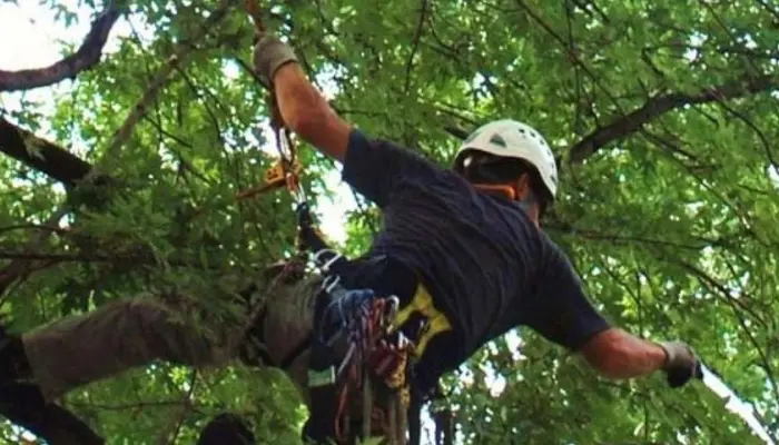 TREE SERVICES